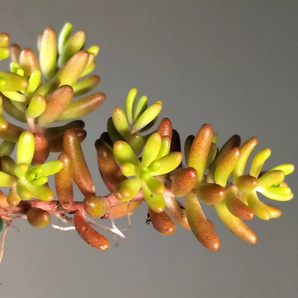 SedumAlbum_Closeup1