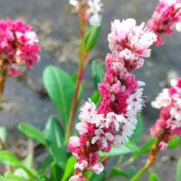 Persicaria Affinis 'Donald Lowndes'