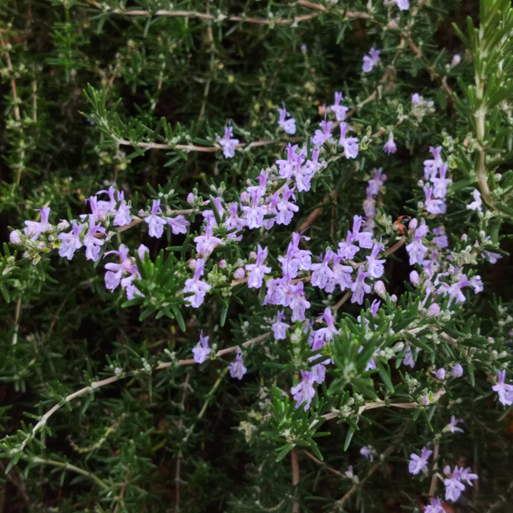 Rosmarinus repens