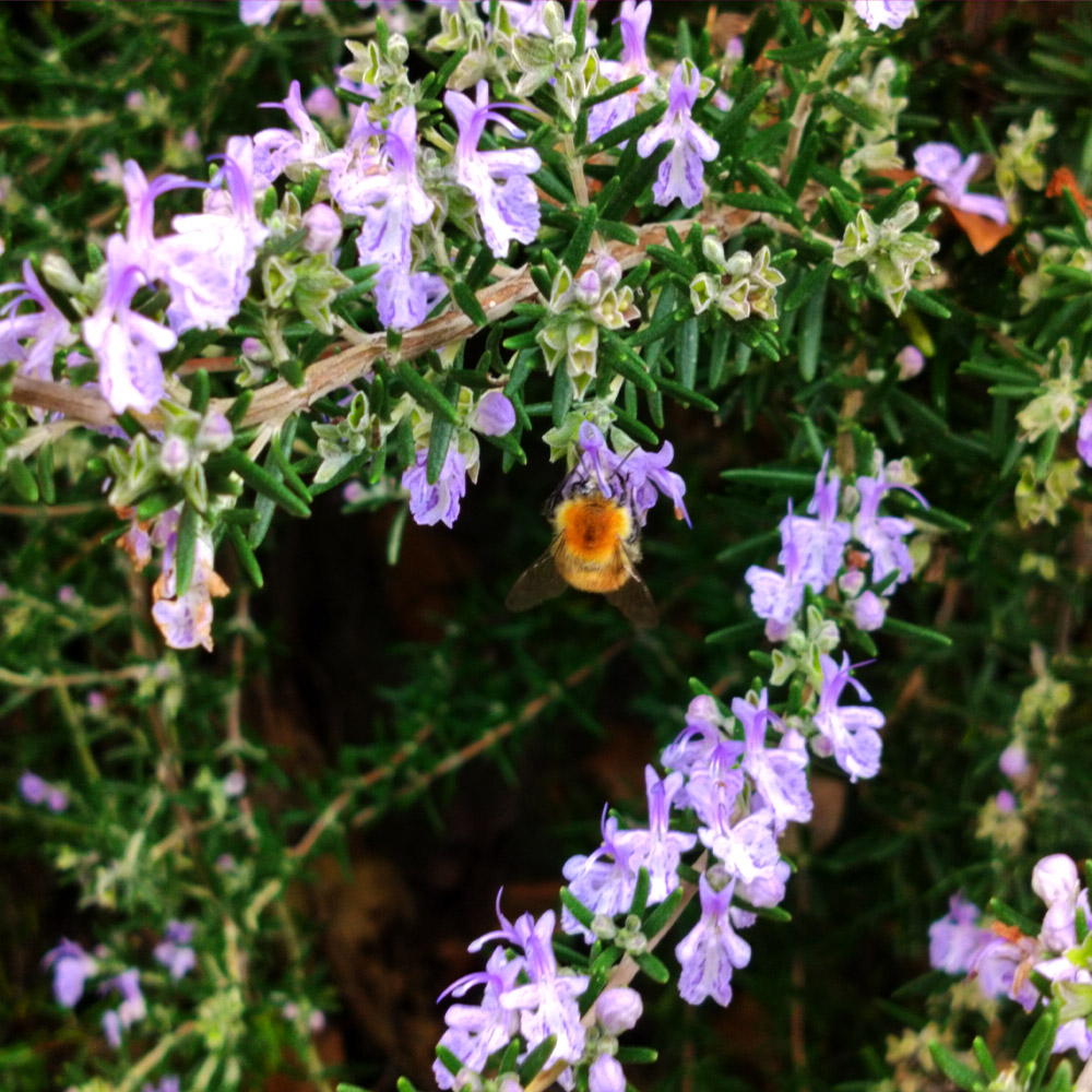 Rosmarinus repens Rosmarinus repens
