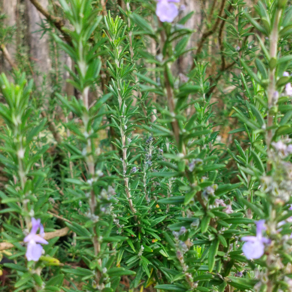 Rosmarinus officinalis romarin Rosmarinus officinalis romarin