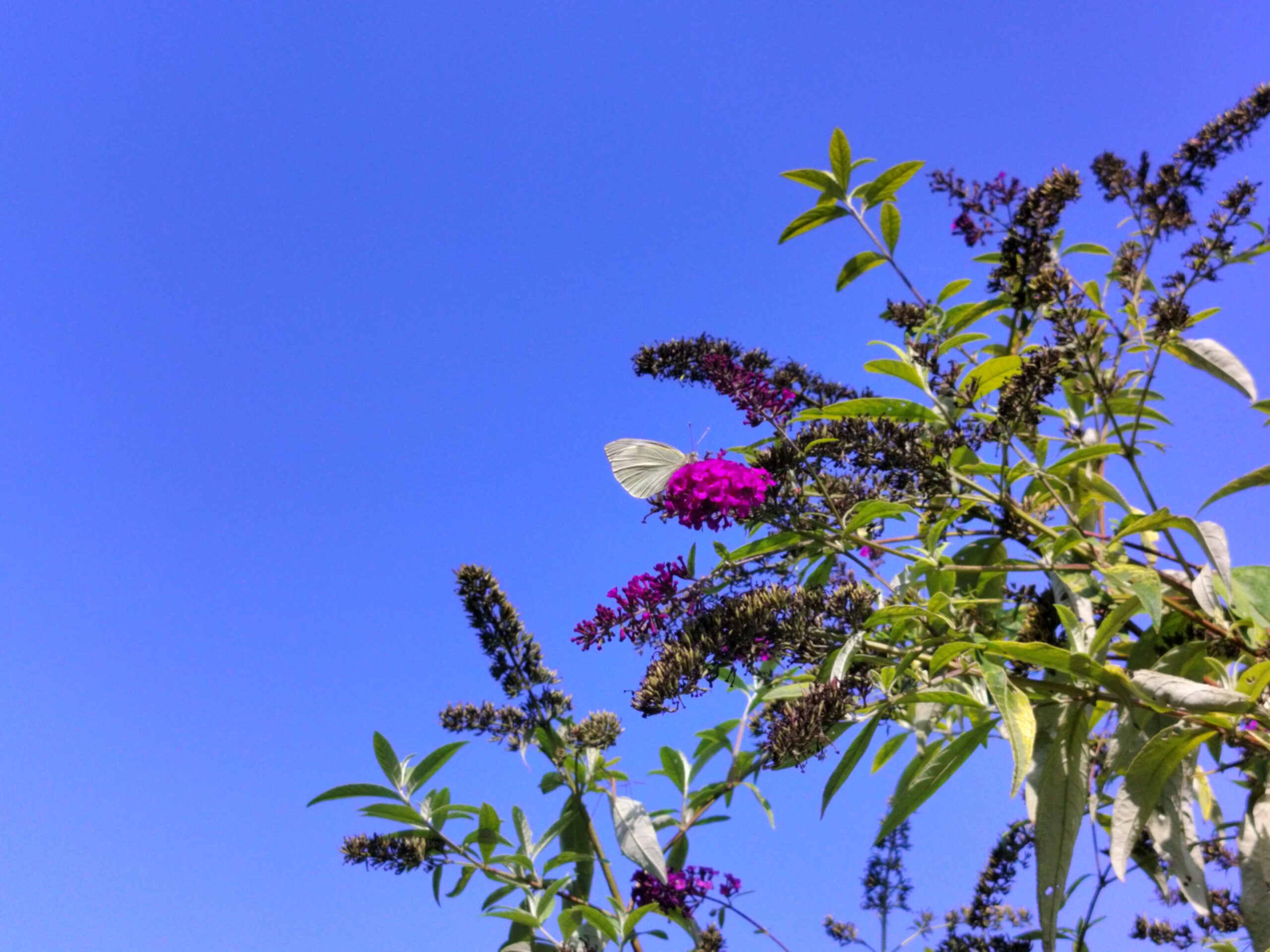 Bees and Butterflies