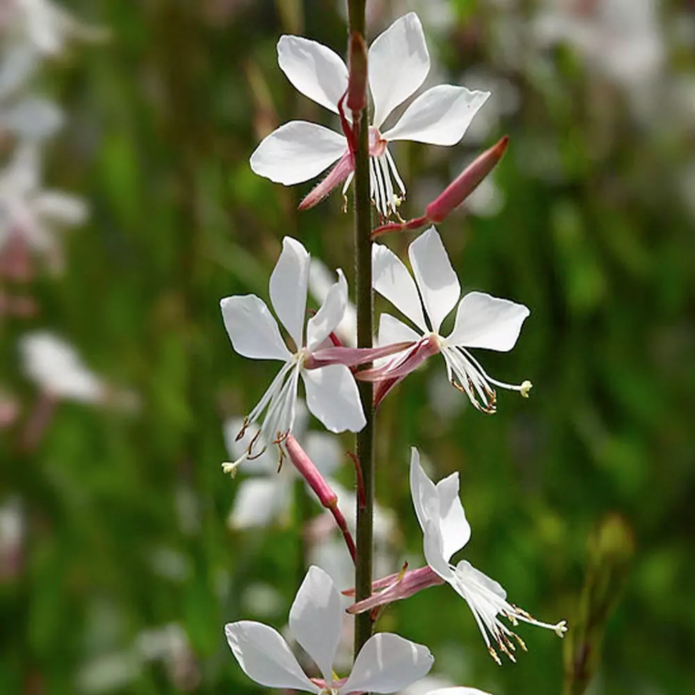 OenotheraLindhemeiri_CloseUp01