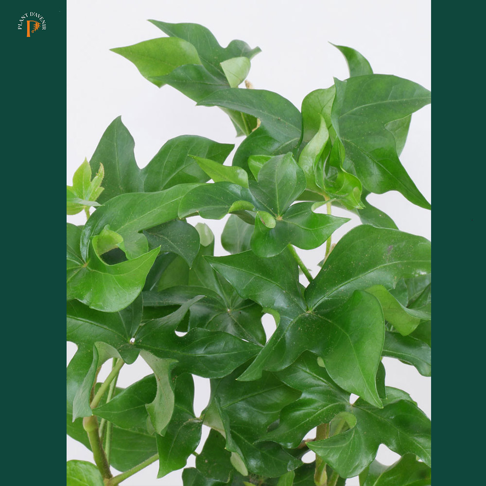 Greffer Hedera sur Fatshedera