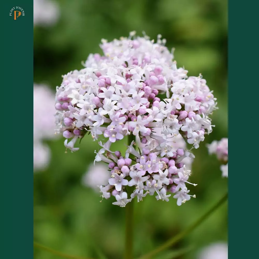 Valeriana officinalis