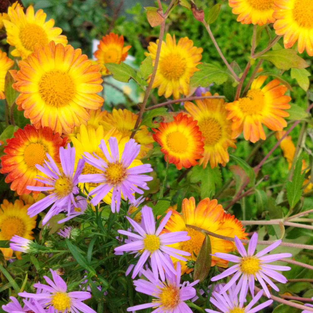Chrysanthemum Dernier Soleil 01