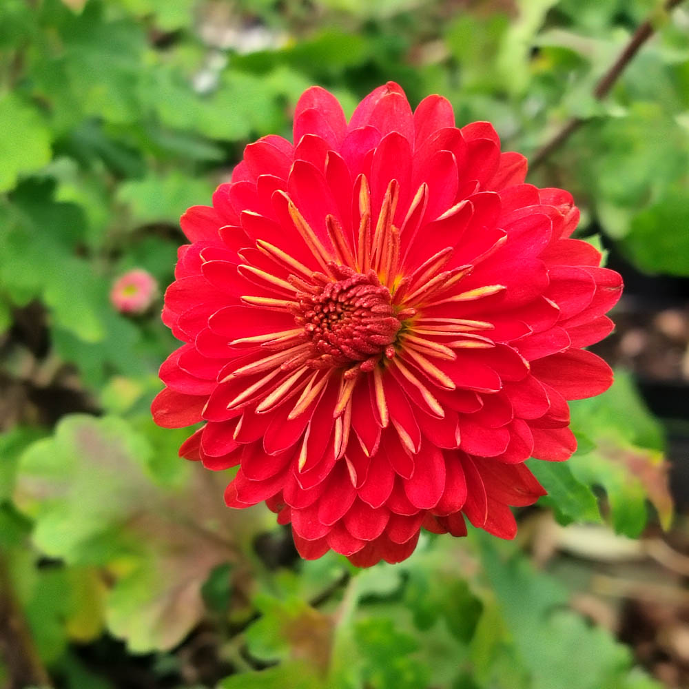 Chrysanthemum Julie Lagravere