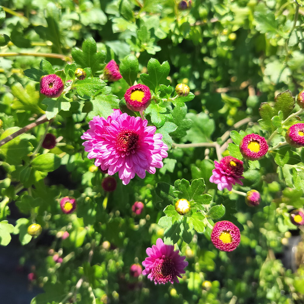 ChrysanthemumMeiKyo_Closeup01 Chrysanthemum Mei Kyo