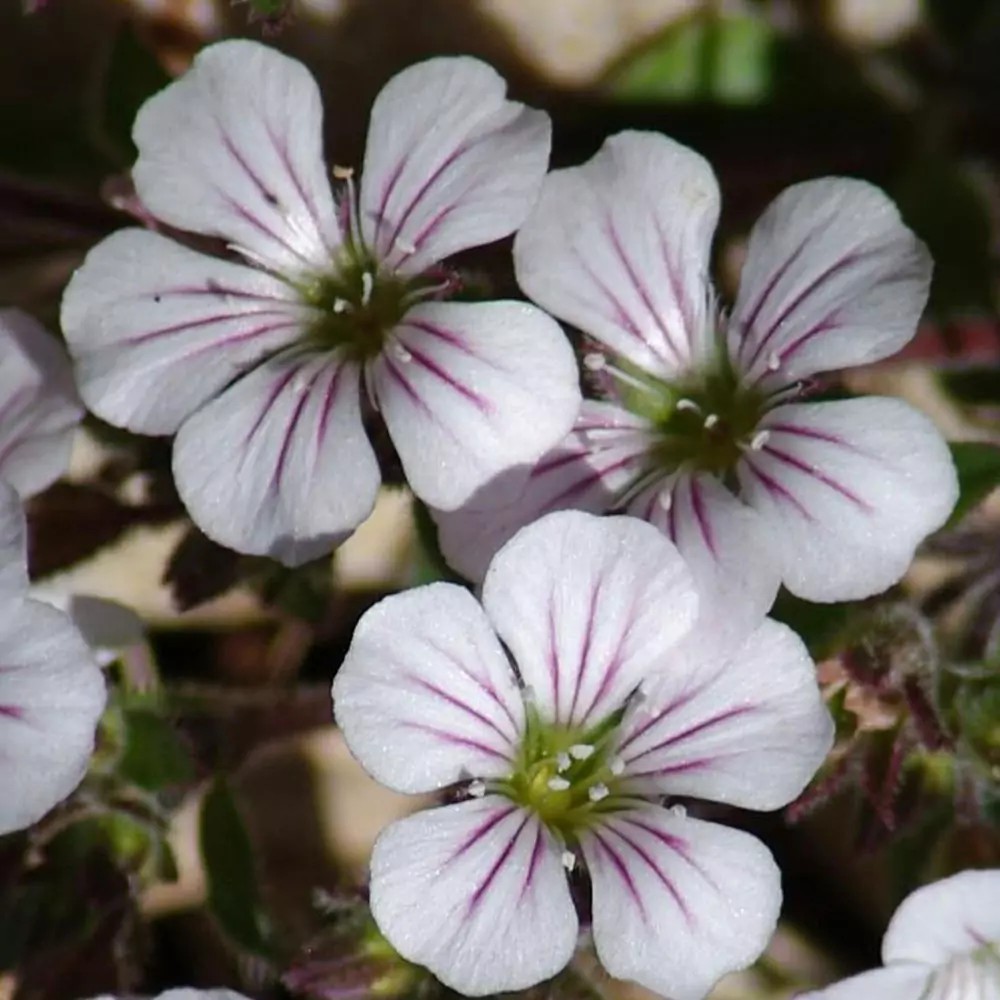 GypsophilaCerastoides_CloseUp01