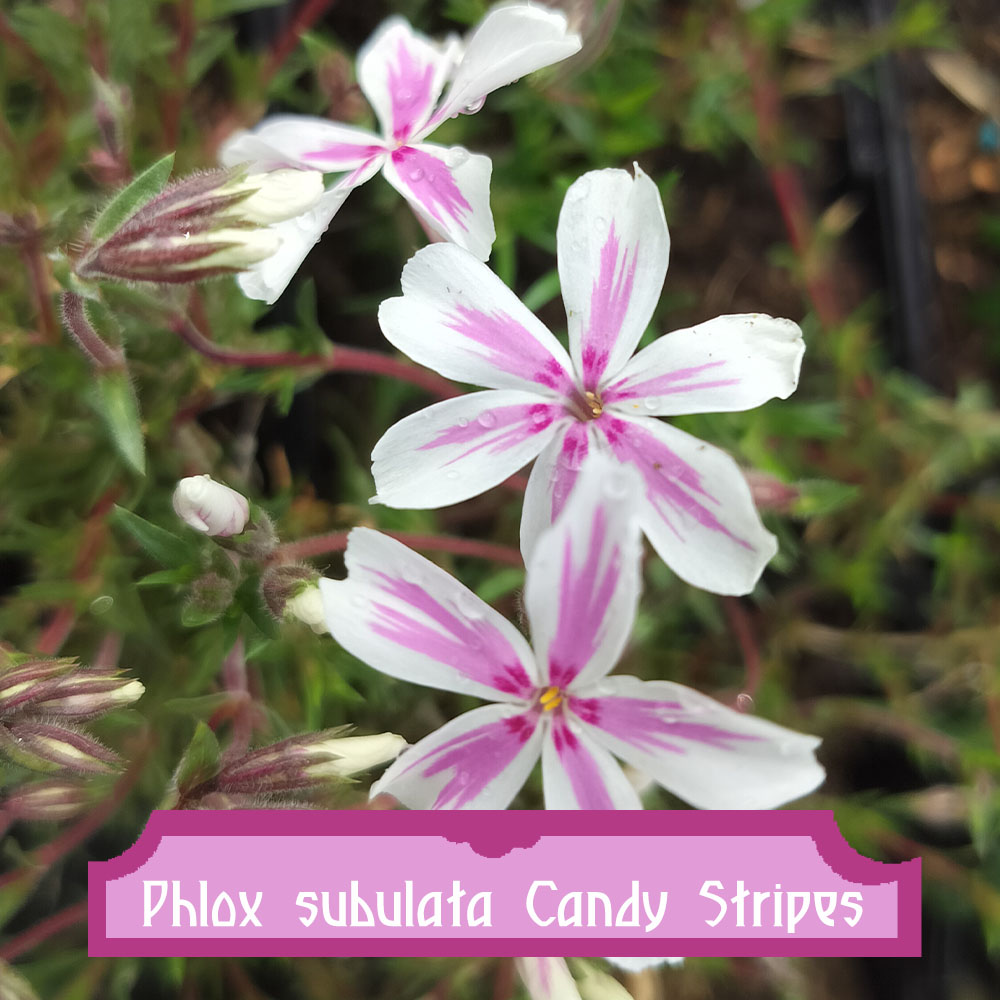 Phlox subulata Candy Stripes Phlox subulata Candy Stripes