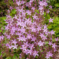 Campanula porscharskyana 'Lisduggan Variety'