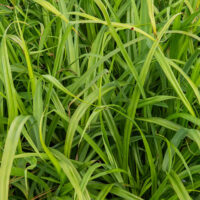 Carex pendula