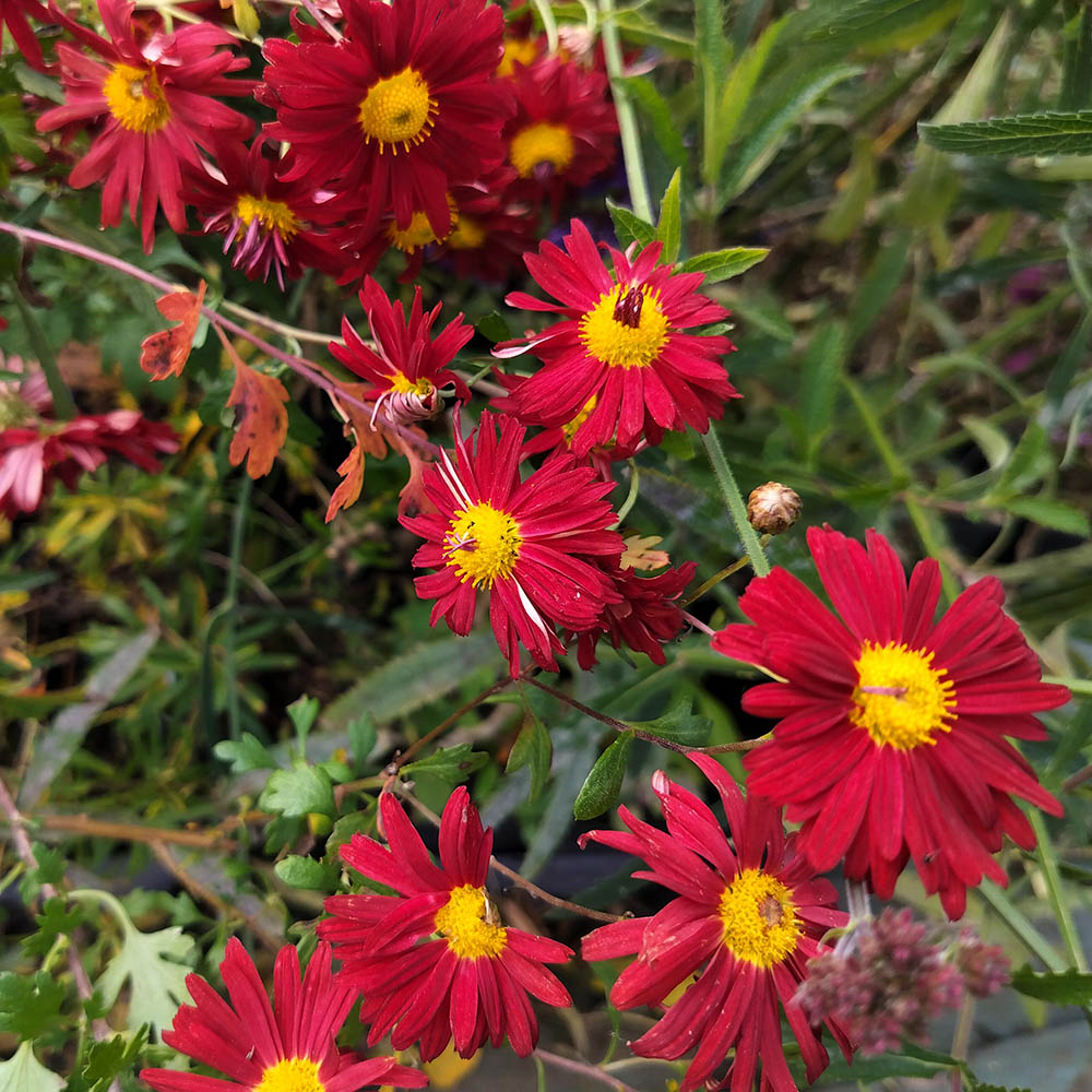 Chrysanthemum Duchess of Edinburgh 02