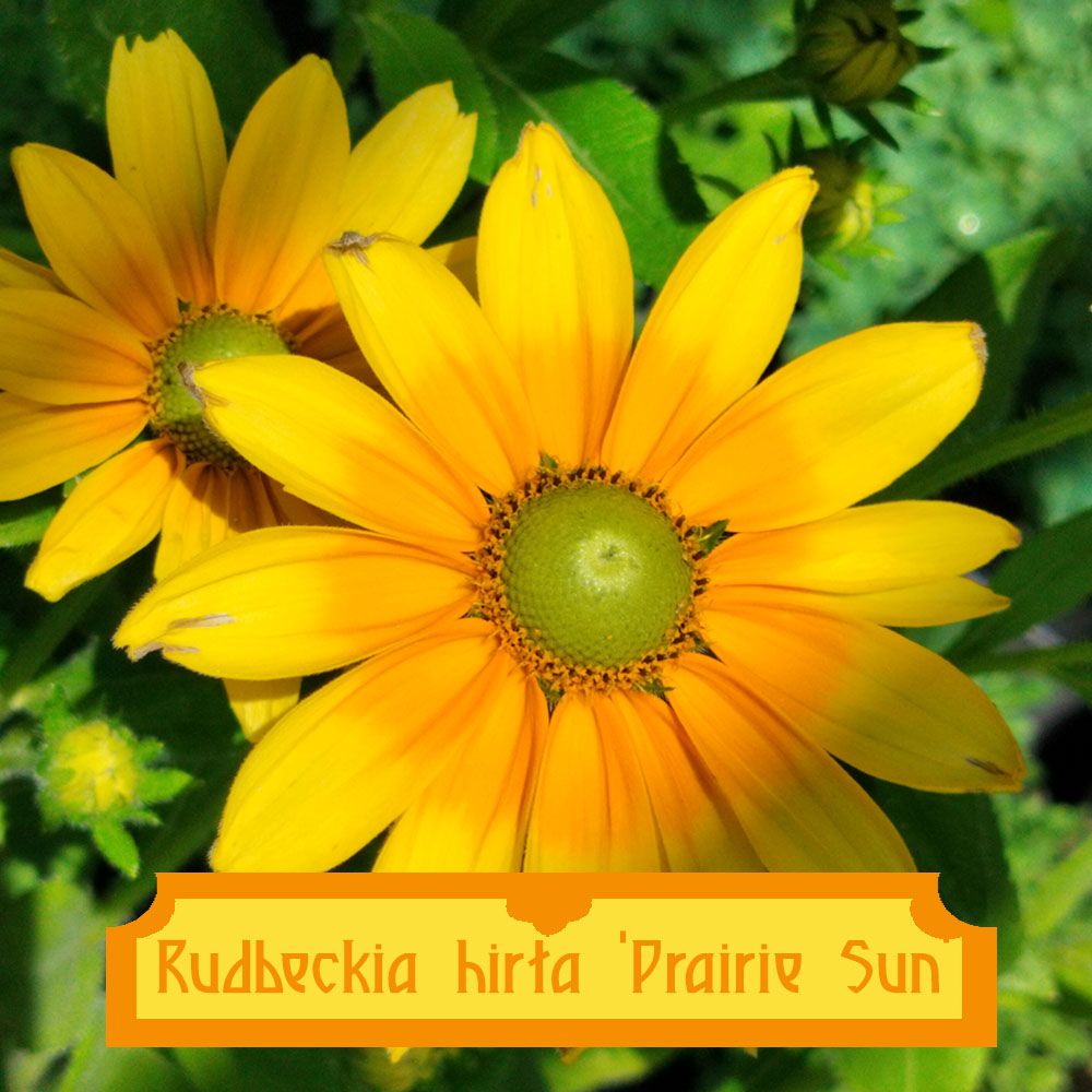 RudbeckiaPrairieSun_Ensemble Rudbeckia hirta Prairie Sun