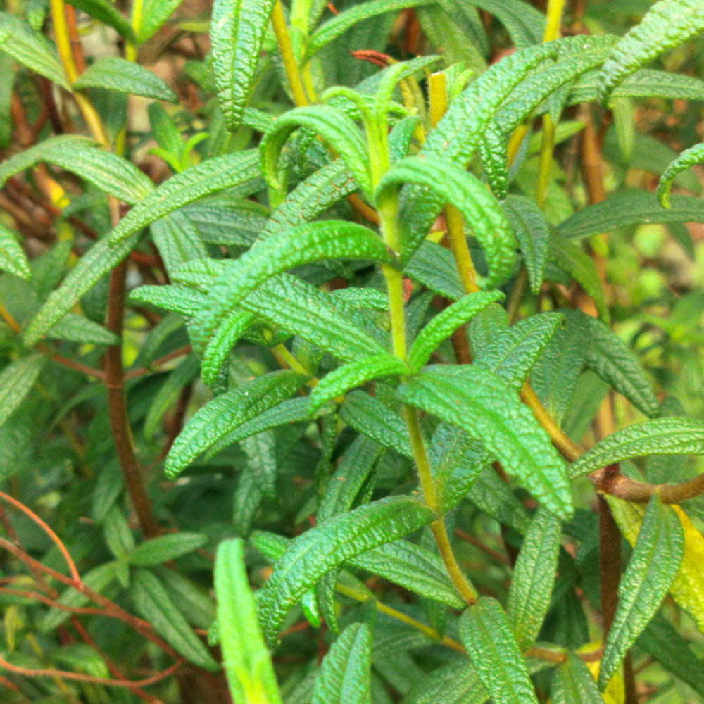 Cistus Monspeliensis