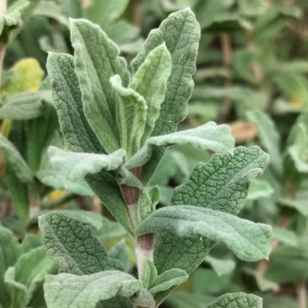 Cistus Pulverulentus
