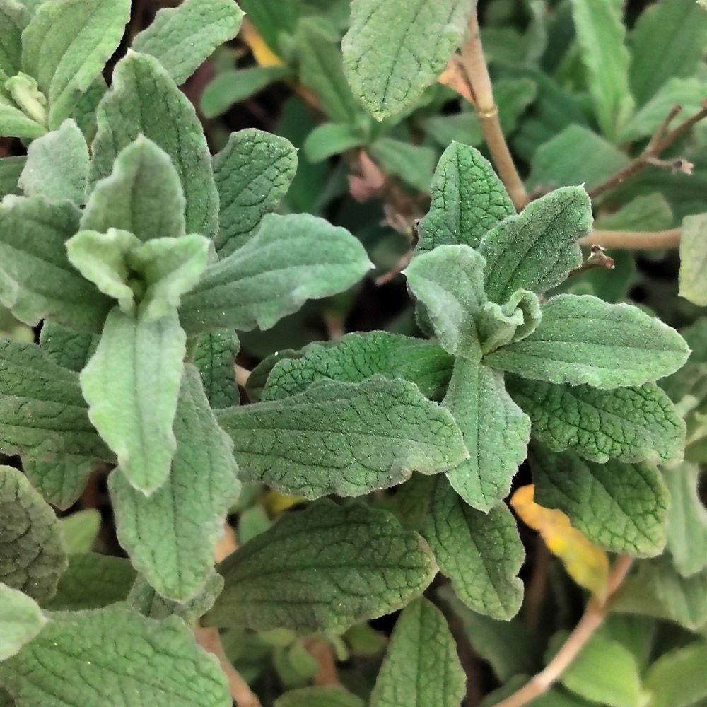 Cistus Pulverulentus