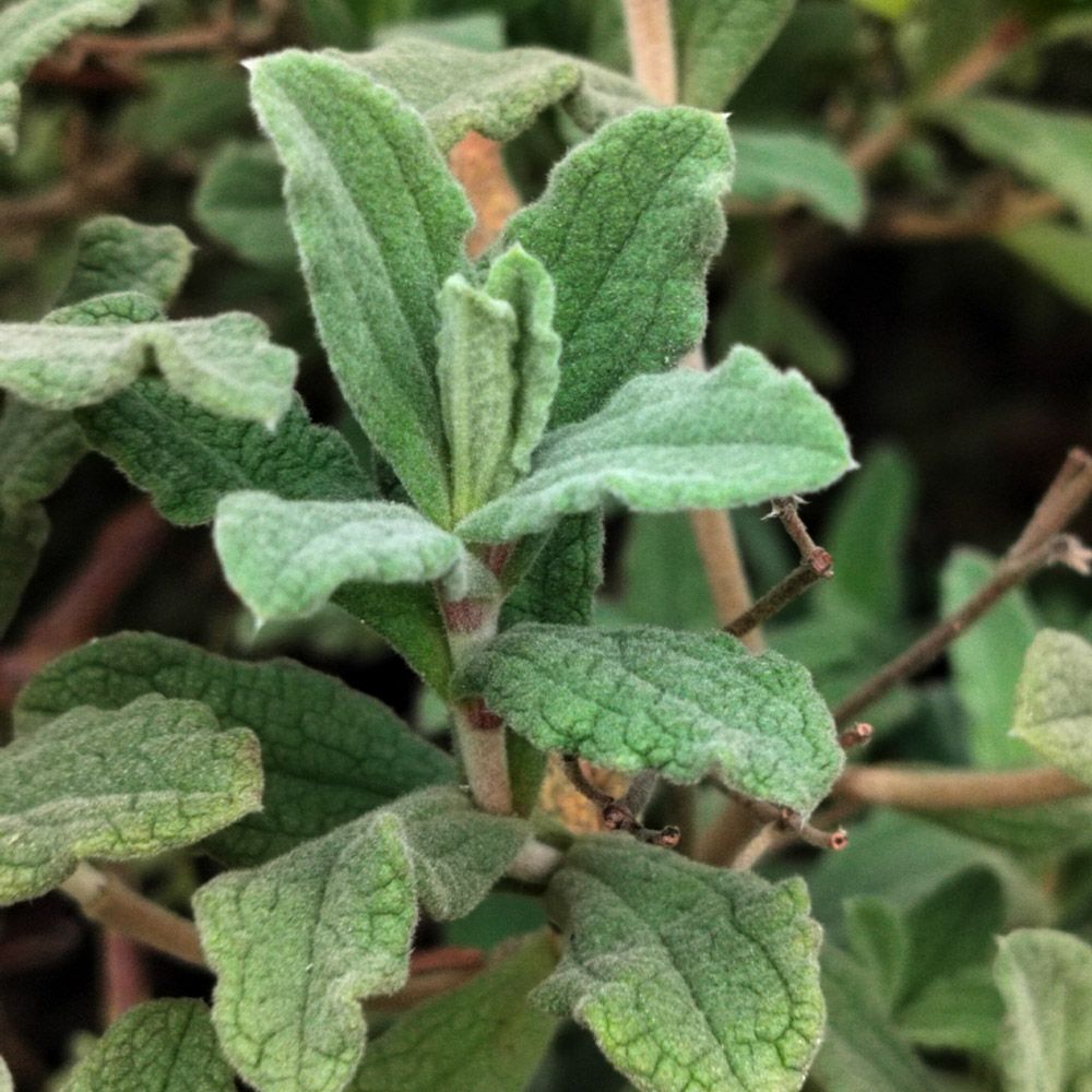 Cistus Pulverulentus