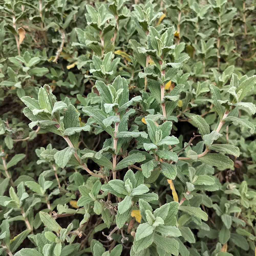 Cistus Pulverulentus