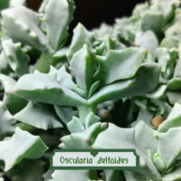 Oscularia deltoides