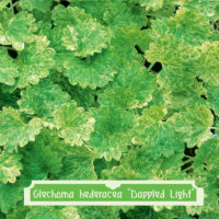 Glechoma hederacea Dappled Light