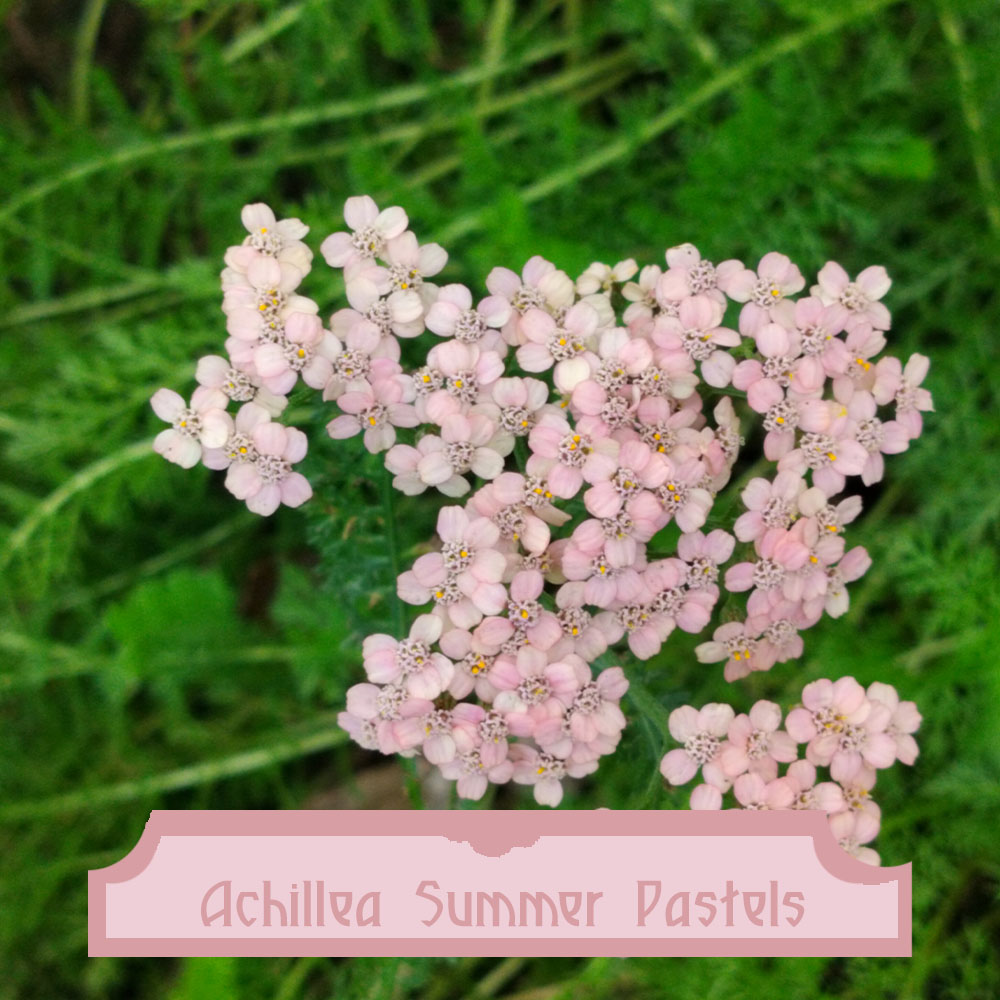 Achillea Summer Pastels Achillea Summer Pastels