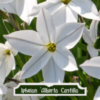 Ipheion uniflorum Alberto Castillo