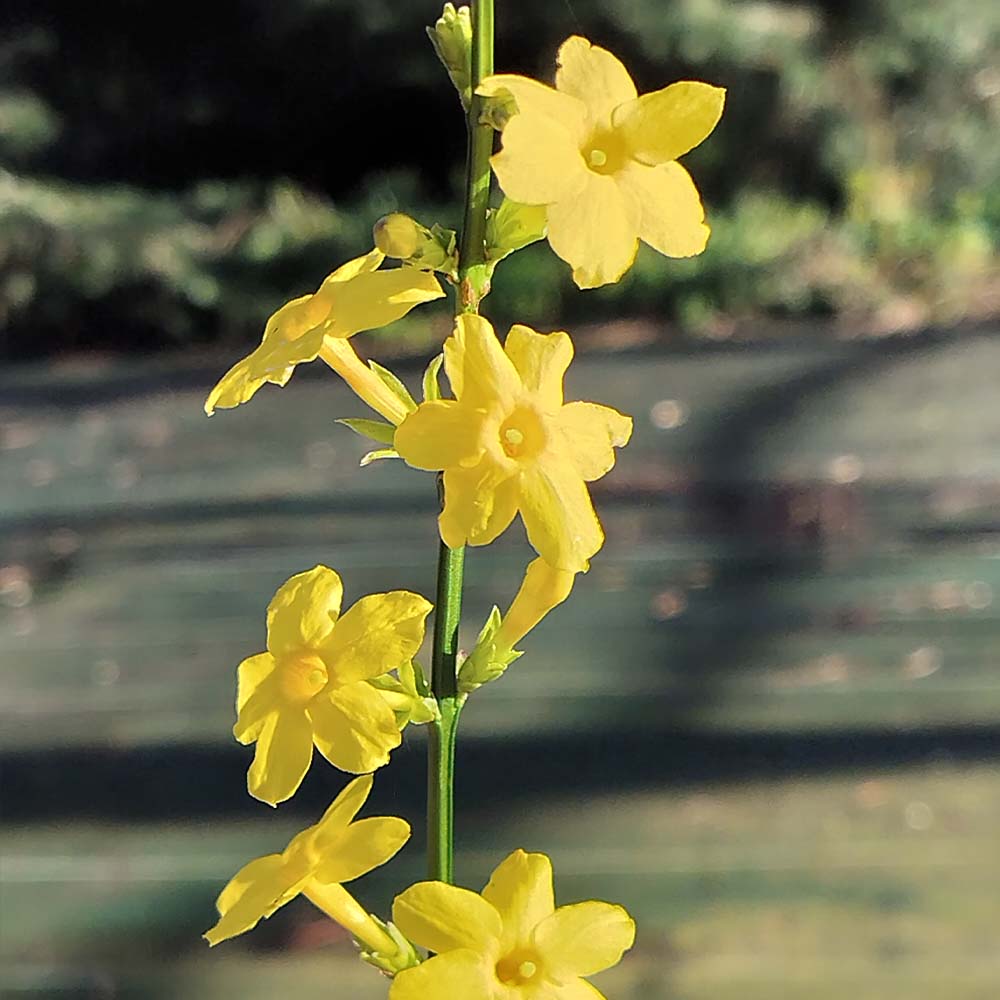 Jasminum nudiflorum