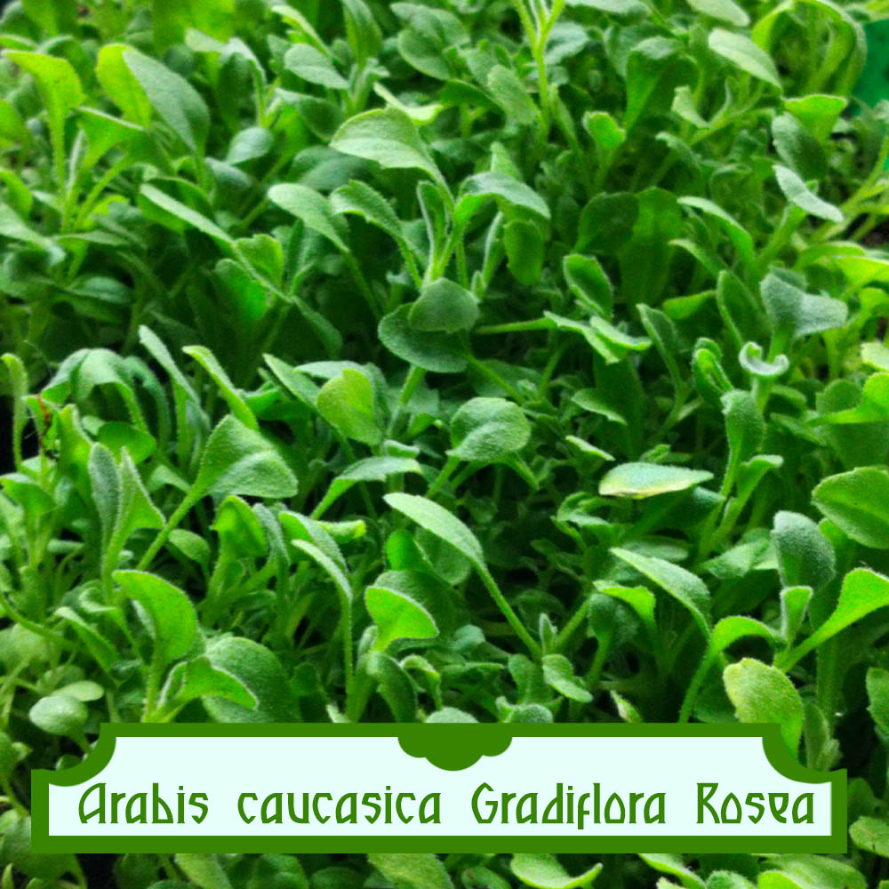 Arabis alpina Grandiflora Rosea Arabis alpina Grandiflora Rosea