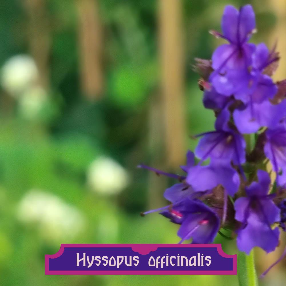 Hyssopus officinalis Hyssopus officinalis