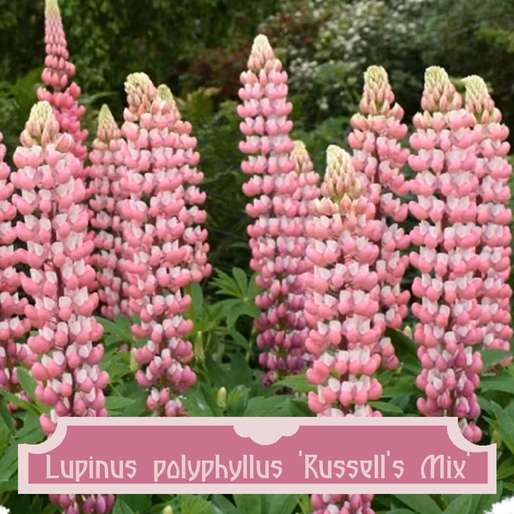 Lupin Russell Mix 02 Lupin Russell Mix