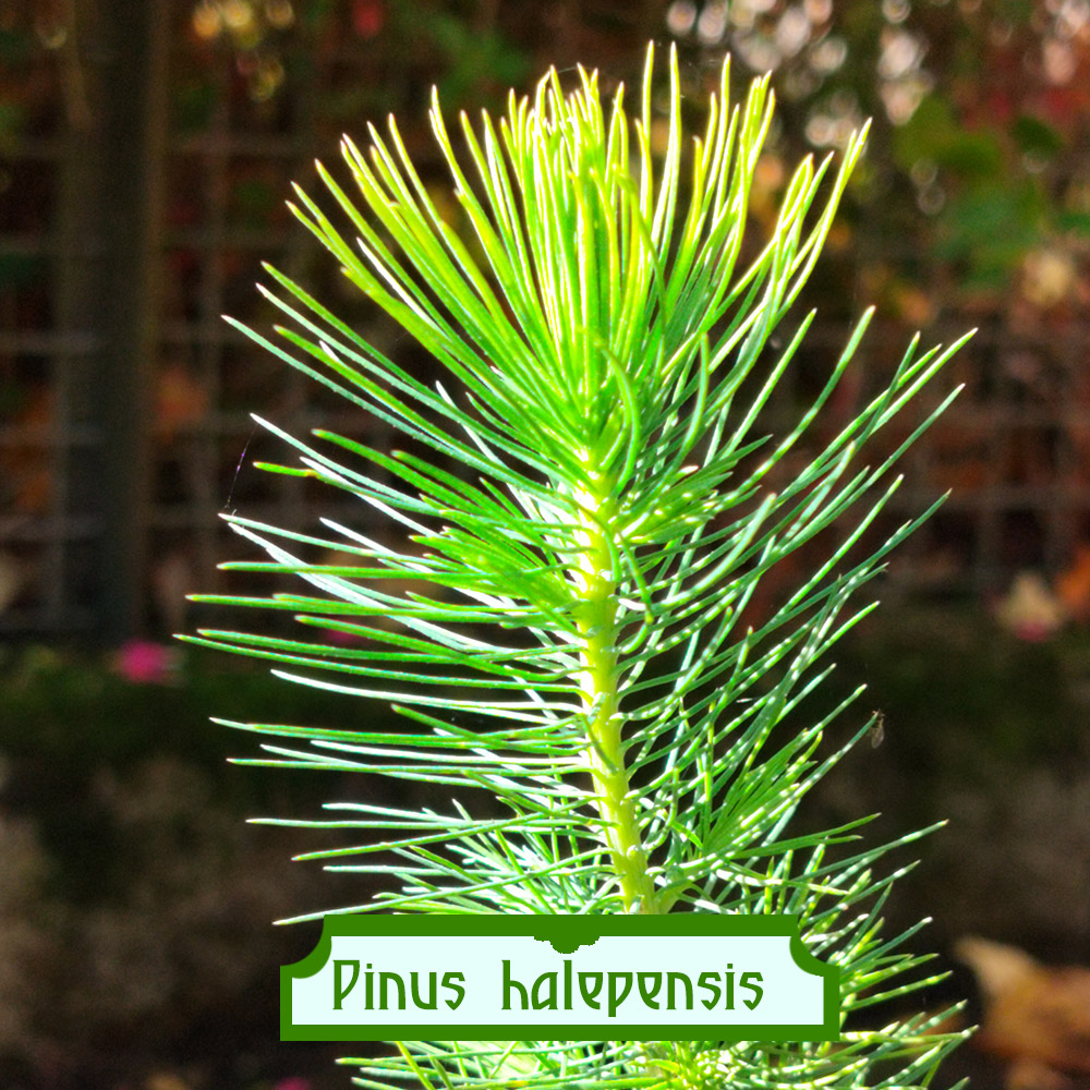 Pinus halepensis Pinus halepensis