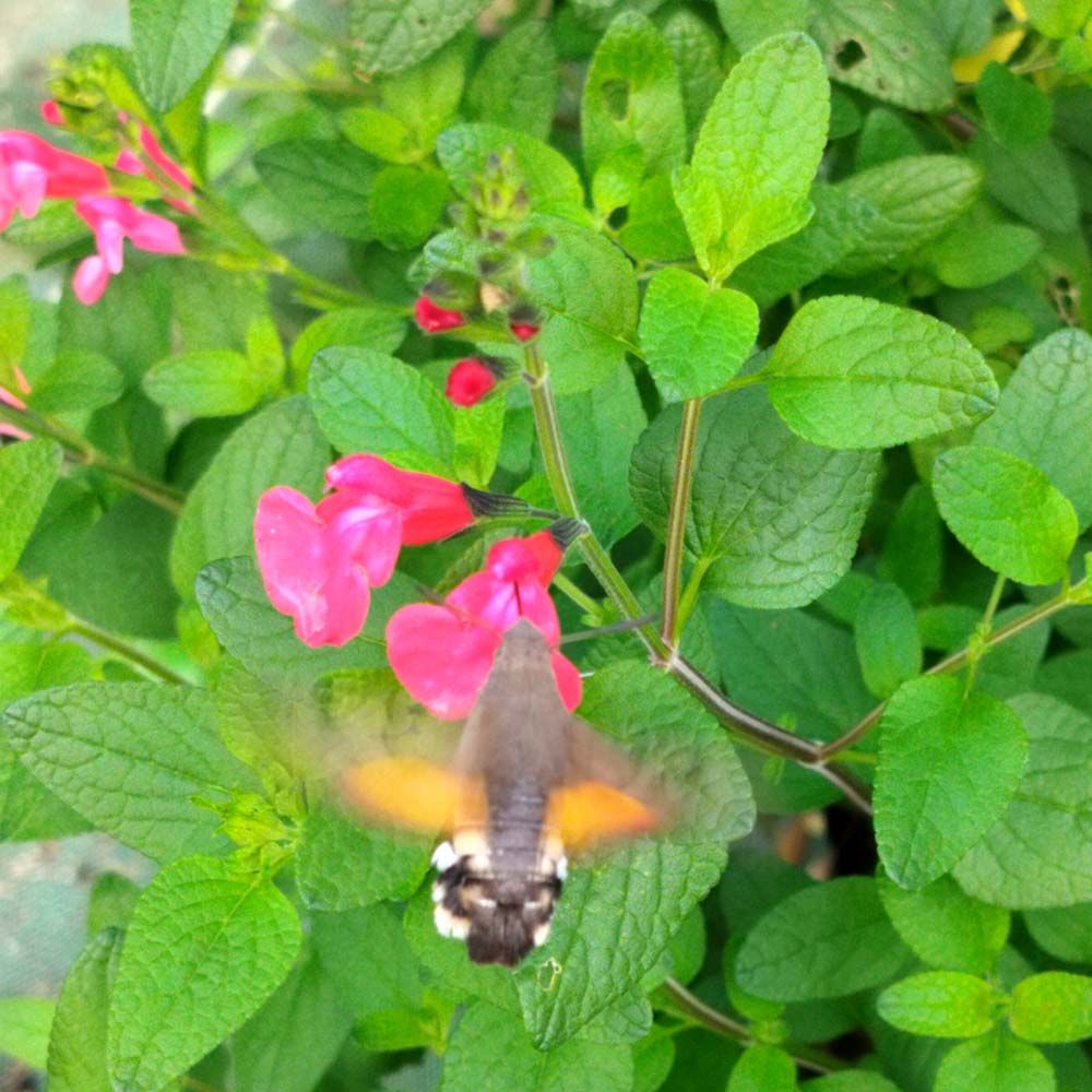 Salvia microphylla Pink Blush