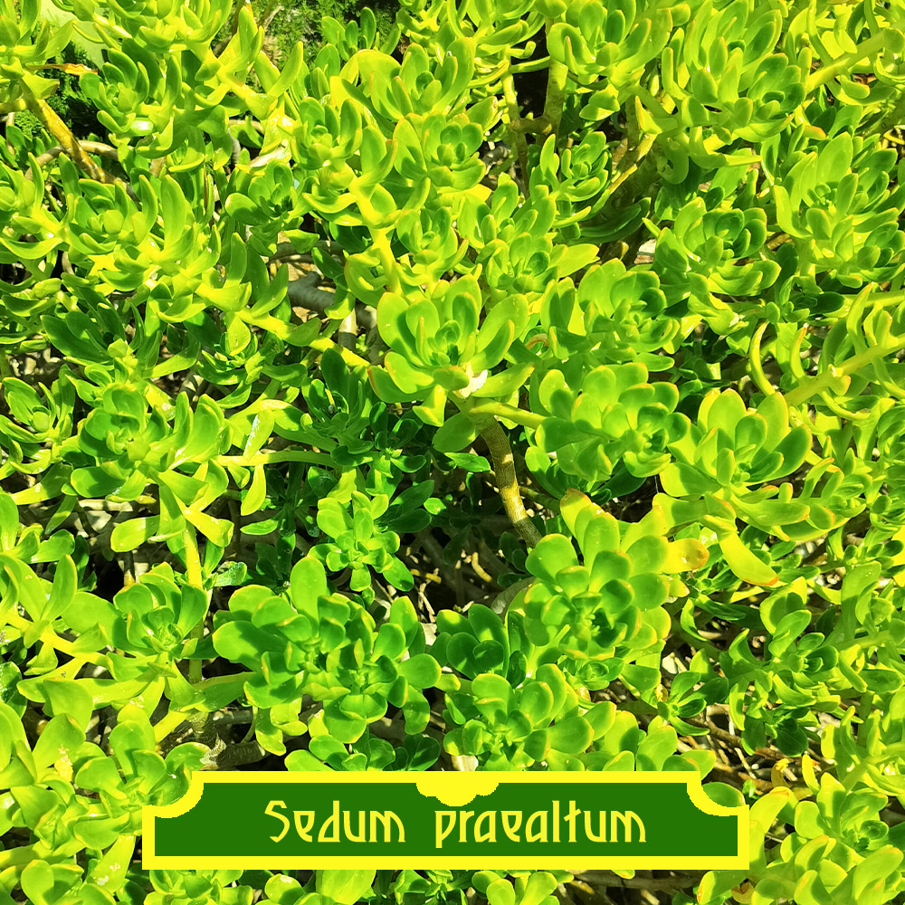 Sedum praealtum Sedum praealtum