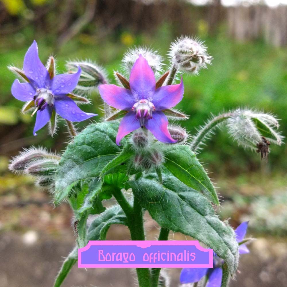 Borago officinalis - bourrache - borage