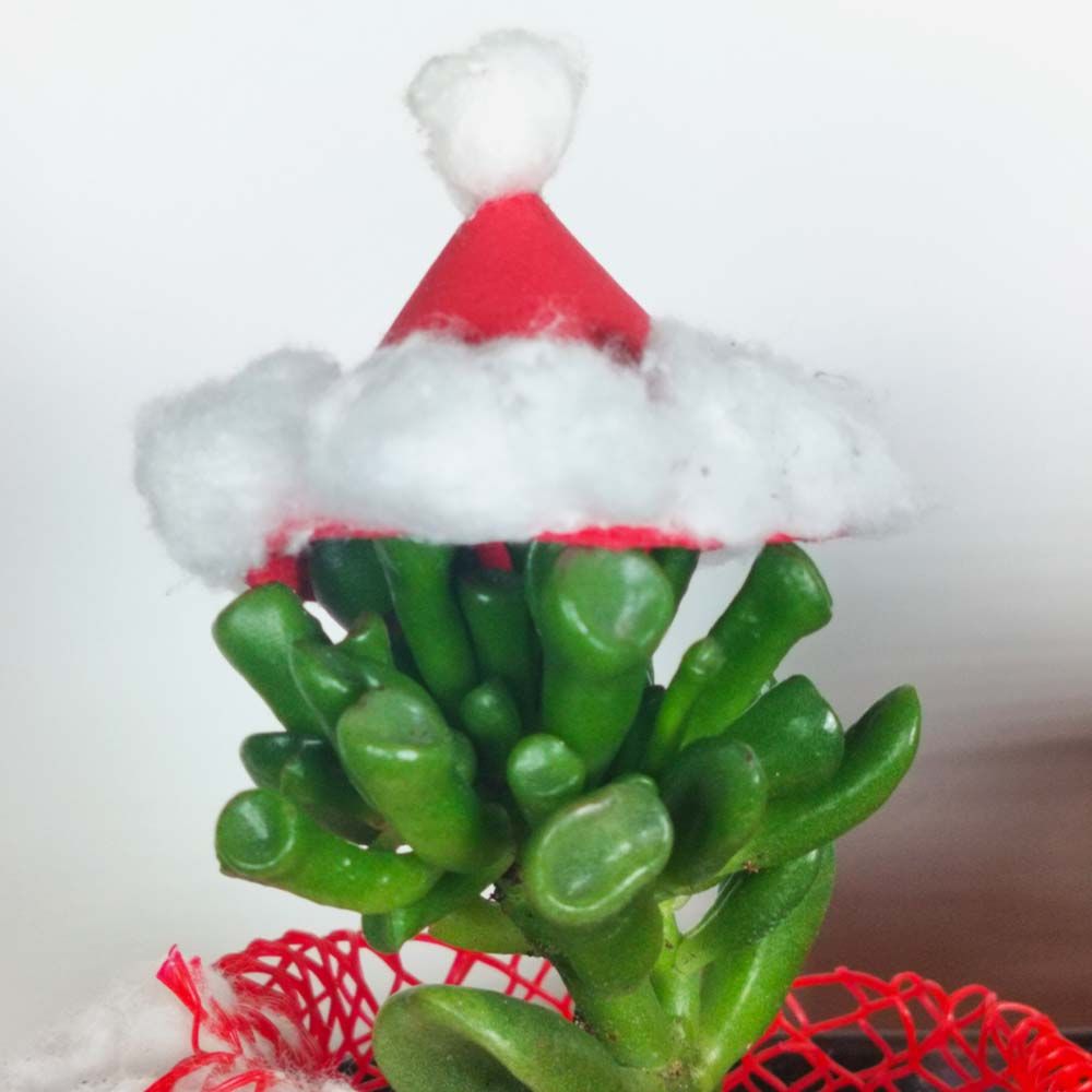 Plantes pour Noel