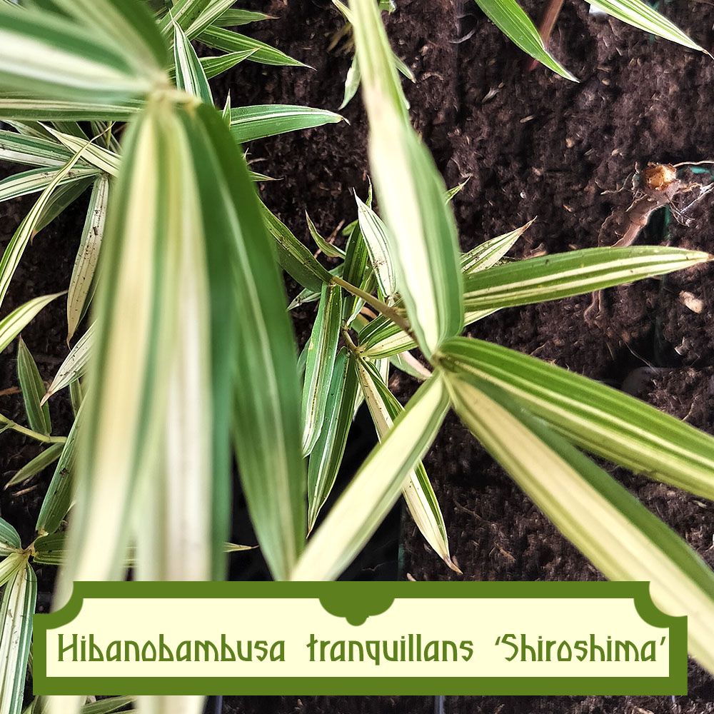 Hibanobambusa tranquillans ‘Shiroshima’