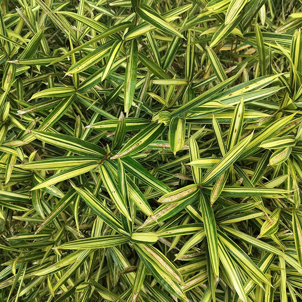 Hibanobambusa tranquillans Shiroshima