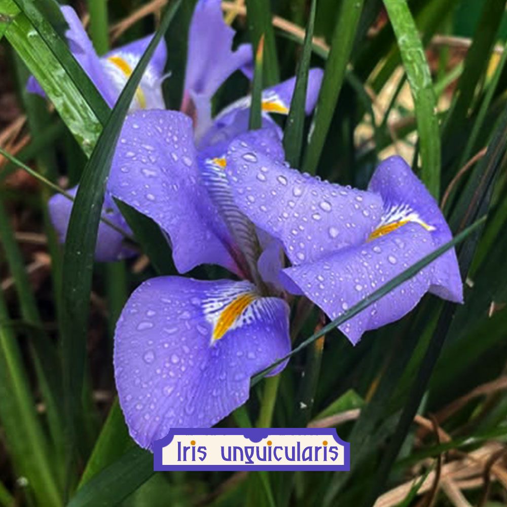 Iris unguicularis