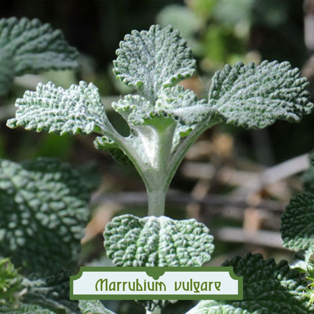 Marrubium vulgare