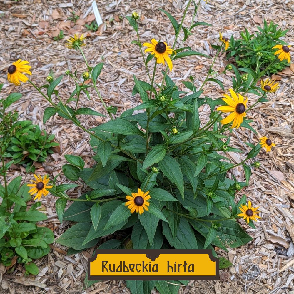 Rudbeckia hirta