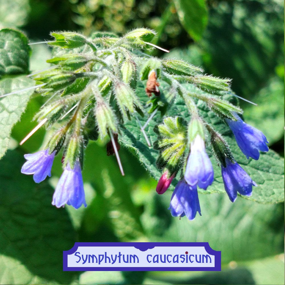 Symphytum Caucasicum