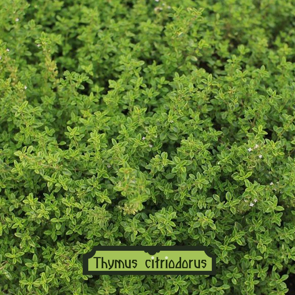 Thymus citriodorus