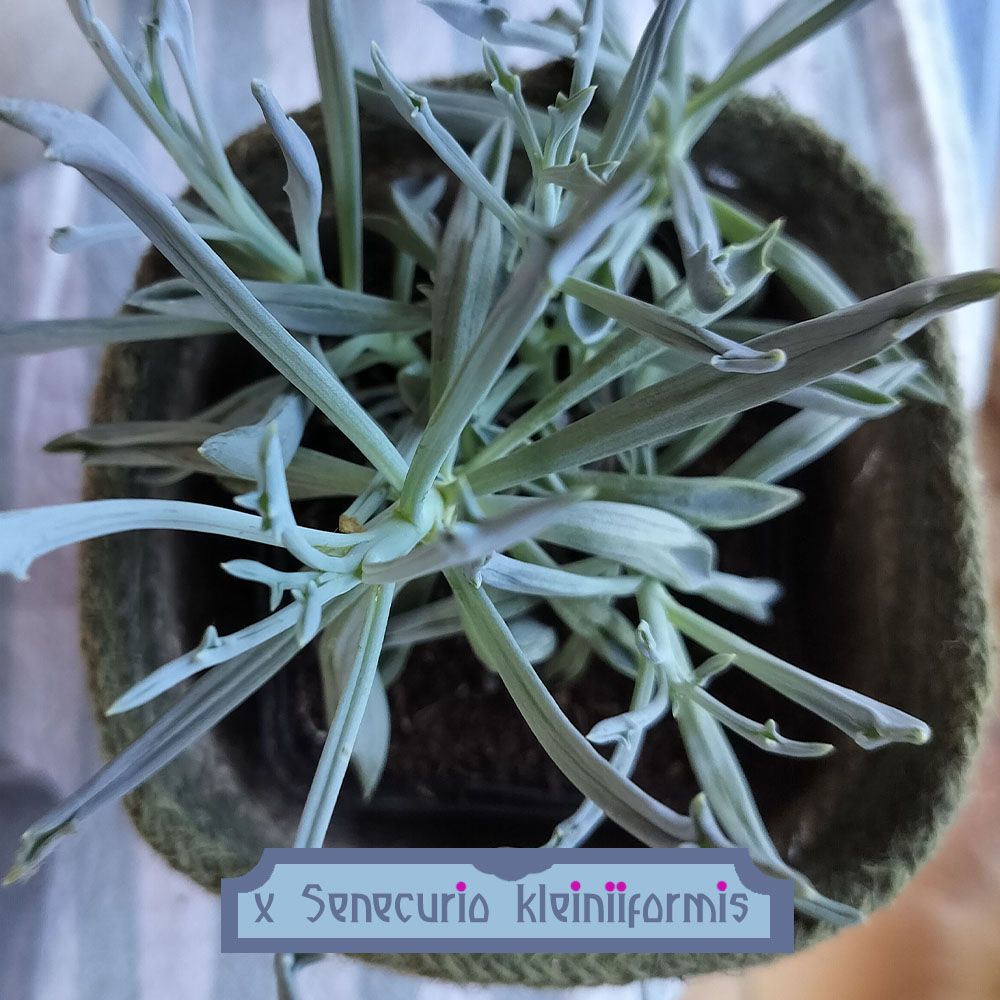 x Senecurio kleiniiformis