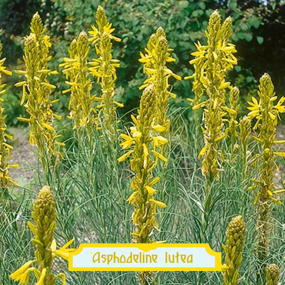 Asphodeline lutea