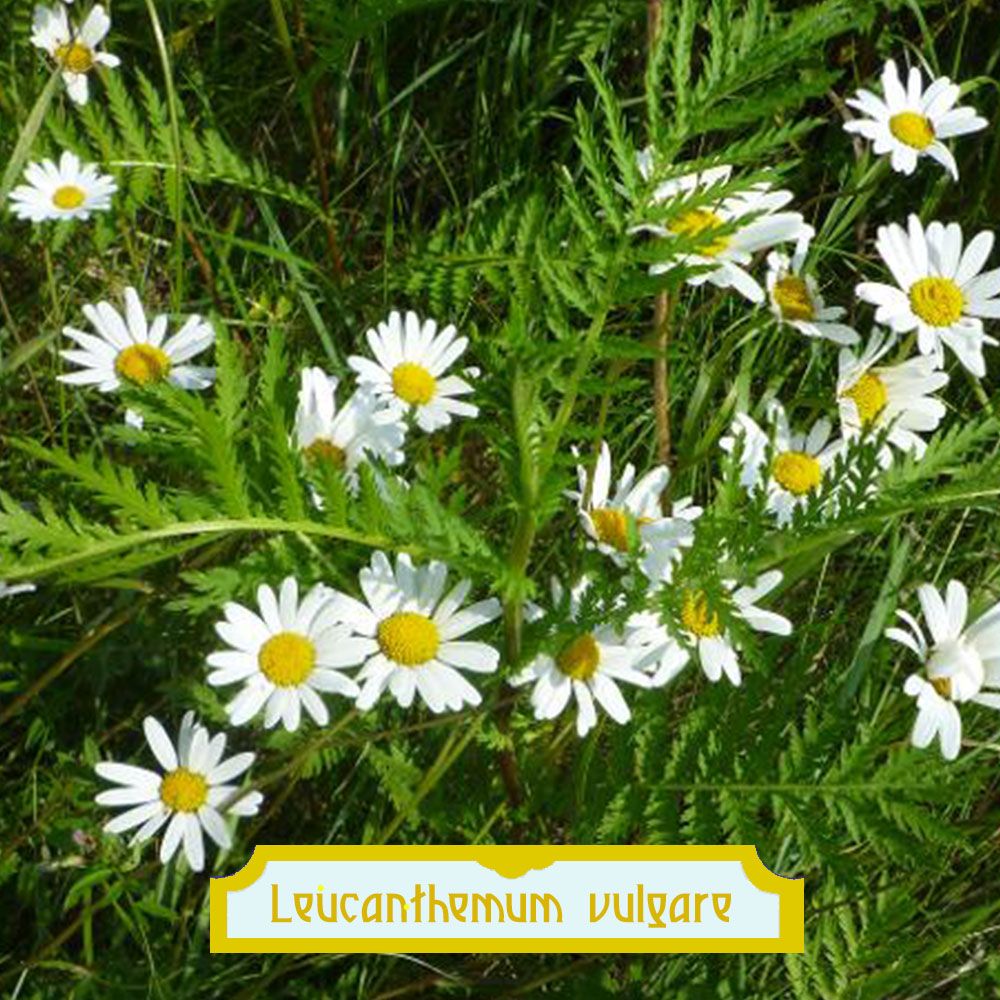 Leucanthemum vulgare