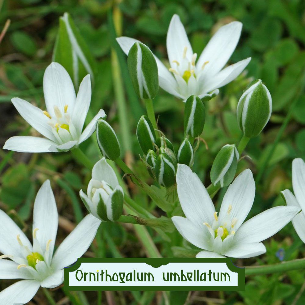 Ornithogalum umbellatum